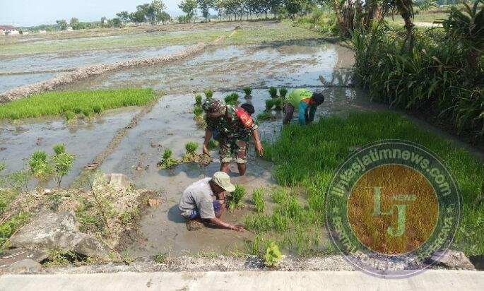 Dari Persemaian Menuju Harapan Panen, Babinsa Krandegan Dampingi Petani Siapkan Bibit Padi