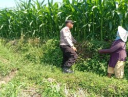 Optimistis Panen Bagus, Bhabinkamtibmas Laporkan Tanaman Jagung di Gunting Tumbuh Subur
