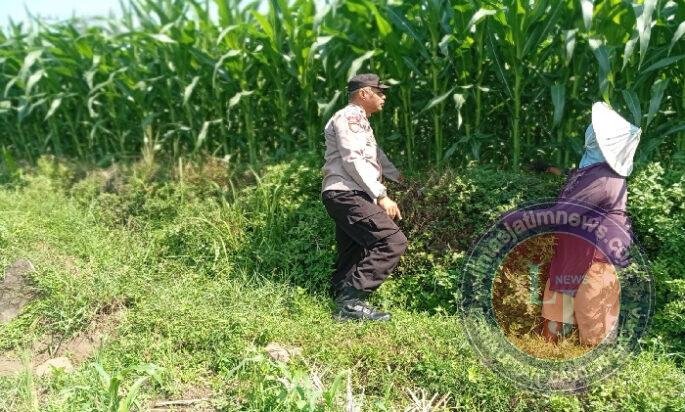 Optimistis Panen Bagus, Bhabinkamtibmas Laporkan Tanaman Jagung di Gunting Tumbuh Subur