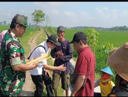 Tanam Harapan di Sawah Banyukambang, Babinsa Dampingi Petani Wujudkan Ketahanan Pangan