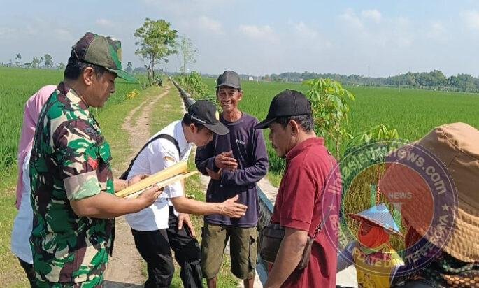 Tanam Harapan di Sawah Banyukambang, Babinsa Dampingi Petani Wujudkan Ketahanan Pangan