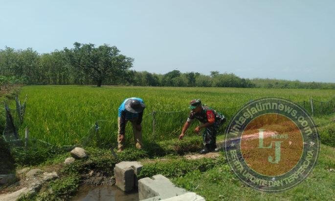 Air Mengalir, Harapan Petani Terjaga: Babinsa Suluk Cek Saluran Irigasi Bersama Kelompok Tani