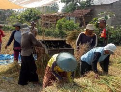 Saat Padi Menguning, Babinsa Mojorejo Turut Menuai Harapan Petani