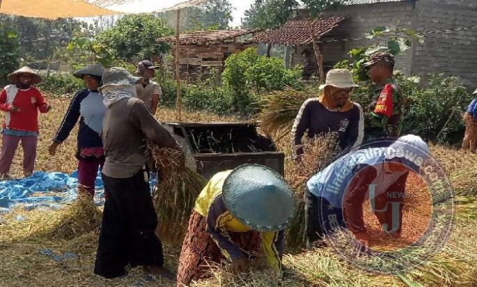 Saat Padi Menguning, Babinsa Mojorejo Turut Menuai Harapan Petani