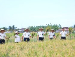Lahan SAE Paswangi Kembali Memasuki Masa Panen Padi, Proyeksi Hasil Capai 2,4 Ton Gabah