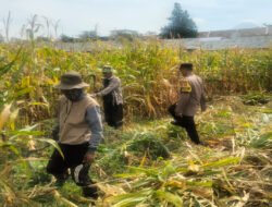 Hasil Panen Jagung di Karangjati Terpantau Baik, Bhabinkamtibmas Dukung Ketahanan Pangan Bersama Petani