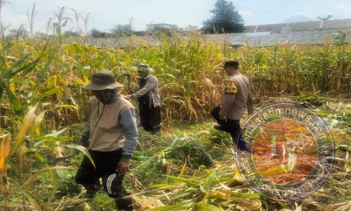 Hasil Panen Jagung di Karangjati Terpantau Baik, Bhabinkamtibmas Dukung Ketahanan Pangan Bersama Petani