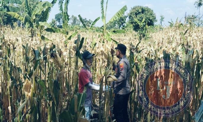 Bhabinkamtibmas Sukorejo Gerakkan Masyarakat Manfaatkan Lahan Dukung Ketahan Pangan Nasional