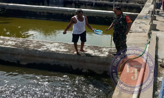 Babinsa Dampingi Budidaya Lele Milik Warga, Dukung Ketahanan Pangan di Wilayah Binaan