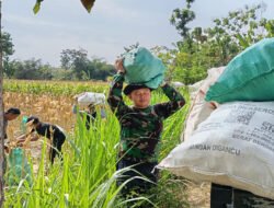 Tidak hanya Mengerjakan Sasaran Fisik, Disaat Waktu Luang Anggota Satgas TMMD ke-129 juga Turun Tangan bantu Warga Panen Jagung