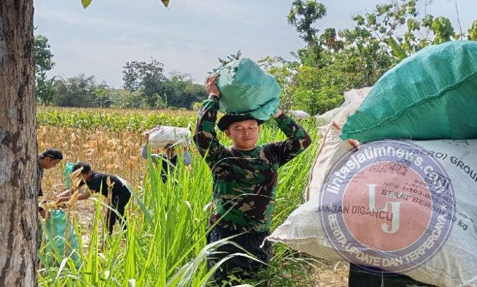 Tidak hanya Mengerjakan Sasaran Fisik, Disaat Waktu Luang Anggota Satgas TMMD ke-129 juga Turun Tangan bantu Warga Panen Jagung
