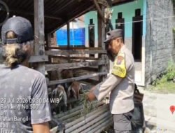 Pantauan Bhabinkamtibmas, Budidaya Kambing di Kauman Tunjukkan Perkembangan Positif