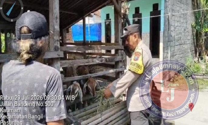 Pantauan Bhabinkamtibmas, Budidaya Kambing di Kauman Tunjukkan Perkembangan Positif