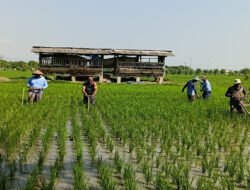 Menjaga Asa di Hamparan Sawah, Babinsa Klorogan Turun Tangan Bersihkan Gulma Bersama Petani
