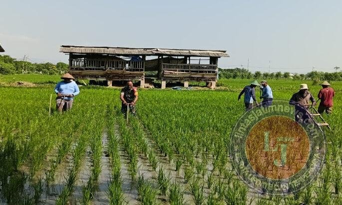 Menjaga Asa di Hamparan Sawah, Babinsa Klorogan Turun Tangan Bersihkan Gulma Bersama Petani