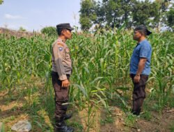 Pantau Tanaman Jagung di Pohgading, Bhabinkamtibmas Perkuat Sinergi Ketahanan Pangan