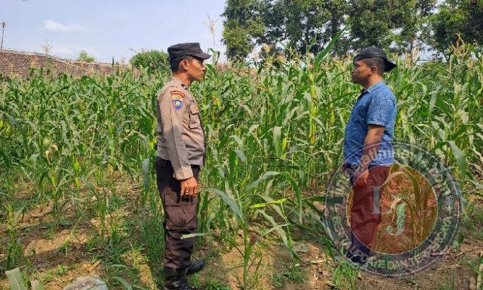Pantau Tanaman Jagung di Pohgading, Bhabinkamtibmas Perkuat Sinergi Ketahanan Pangan