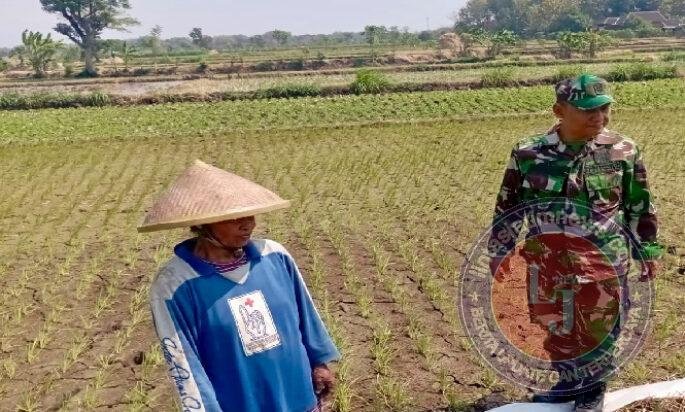 Babinsa Potronayan Semangati Petani Hadapi Musim Kemarau, Optimistis Panen MT III Berlimpah dan Harga Gabah Menguntungkan