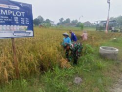 Tangan-Tangan yang Menjaga Ketahanan Pangan, Babinsa Turun Langsung Dampingi Panen Petani Sumberejo