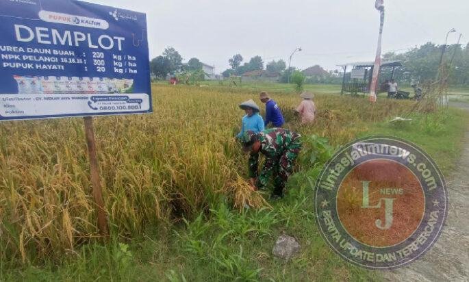 Tangan-Tangan yang Menjaga Ketahanan Pangan, Babinsa Turun Langsung Dampingi Panen Petani Sumberejo
