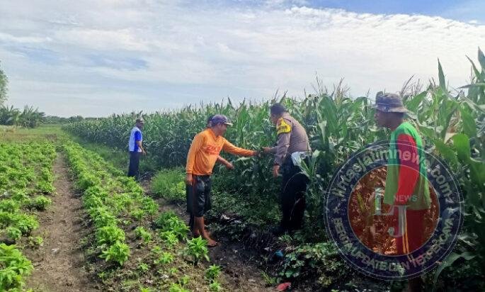 Pantau Jagung di Gempeng, Bhabinkamtibmas Perkuat Pendampingan Kelompok Tani