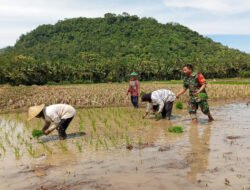 Babinsa Turun ke Sawah, Perkuat Ketahanan Pangan di Trenggalek