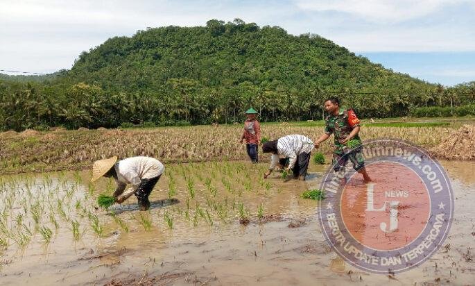 Babinsa Turun ke Sawah, Perkuat Ketahanan Pangan di Trenggalek