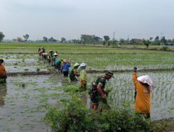Menanam Harapan dari Sawah Rejosari, Babinsa Hadir Menguatkan Langkah Petani