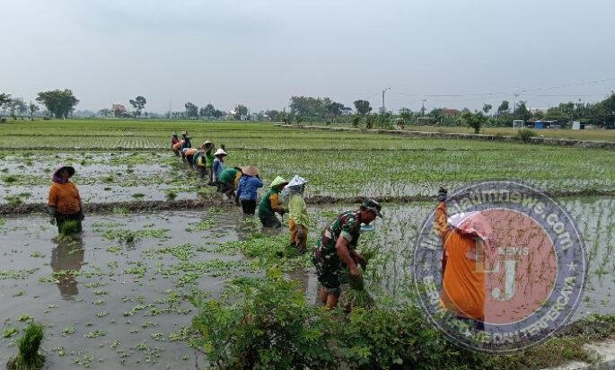 Menanam Harapan dari Sawah Rejosari, Babinsa Hadir Menguatkan Langkah Petani