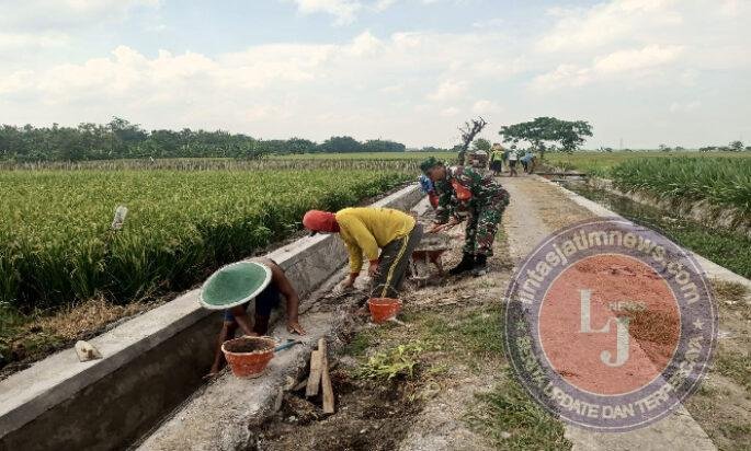 Drainase Dibangun, Harapan Petani Kenongorejo Mengalir Bersama Semangat Gotong Royong
