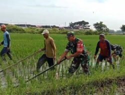 Babinsa Blusukan ke Sawah, Gulma Dibasmi Demi Selamatkan Masa Depan Panen Petani