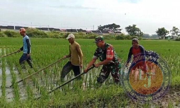 Babinsa Blusukan ke Sawah, Gulma Dibasmi Demi Selamatkan Masa Depan Panen Petani