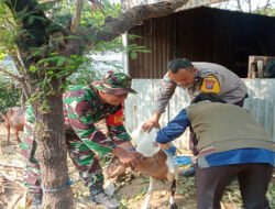 Babinsa Koramil Taman Dampingi Vaksinasi PMK, Upaya Kecil yang Menjaga Harapan Peternak
