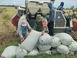 Dari Hamparan Sawah, Babinsa Menjaga Semangat Petani Menuju Panen Berkualitas