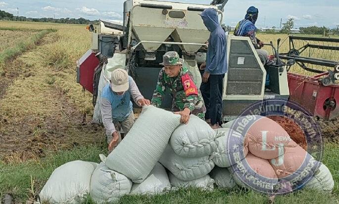 Dari Hamparan Sawah, Babinsa Menjaga Semangat Petani Menuju Panen Berkualitas