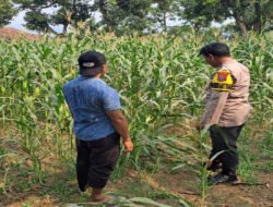Bhabinkamtibmas Polsek Rembang Pantau Lahan Jagung Warga Dukung Asta Cita Ketahanan Pangan