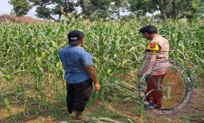 Bhabinkamtibmas Polsek Rembang Pantau Lahan Jagung Warga Dukung Asta Cita Ketahanan Pangan