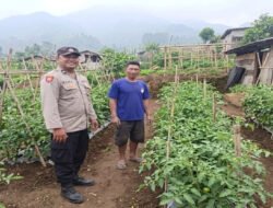 Bhabinkamtibmas Polsek Nongkojajar Dampingi Warga Pantau Tanaman Tomat Dukung Program Ketahanan Pangan Nasional