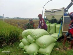 Tak Sekadar Panen, Babinsa Sendangrejo Turun Tangan Bantu Petani Panen hingga Angkut Gabah