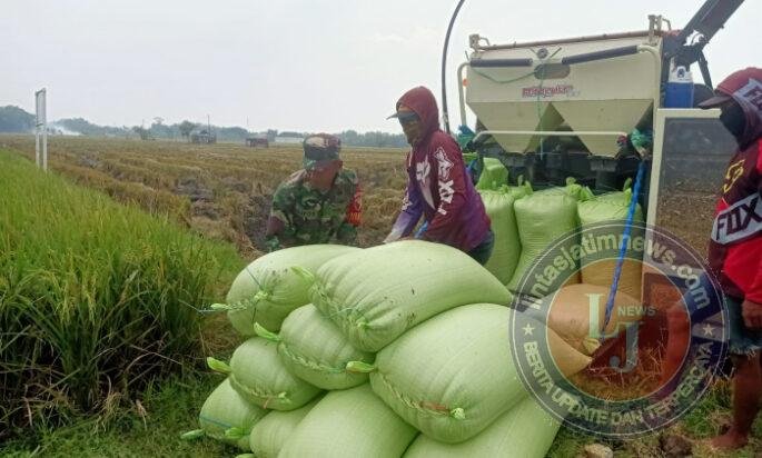 Tak Sekadar Panen, Babinsa Sendangrejo Turun Tangan Bantu Petani Panen hingga Angkut Gabah