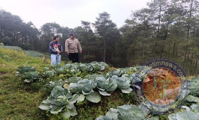 Bhabinkamtibmas Blarang Rutin Monitoring Tanaman Kubis Agar Tumbuh Sesuai Harapan