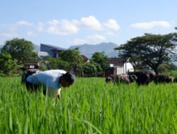 Wujud Kepedulian, Personel Kodim 0801/Pacitan Bantu Petani Rawat Tanaman Padi