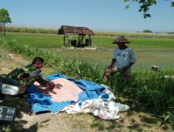Dari Sawah Mojorejo, Babinsa dan Petani Rawat Padi untuk Jaga Ketahanan Pangan
