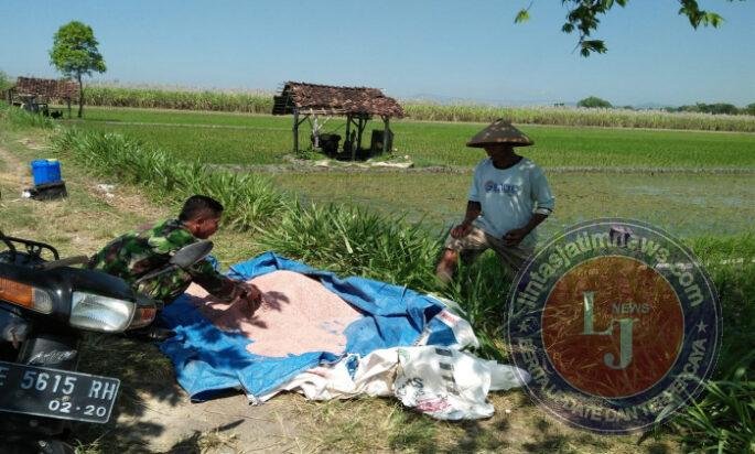 Dari Sawah Mojorejo, Babinsa dan Petani Rawat Padi untuk Jaga Ketahanan Pangan