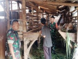 Babinsa Kalangan Pantau Peternakan Kambing, Pastikan Kondisi Ternak Terjaga