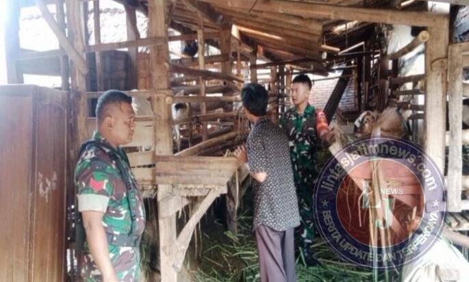 Babinsa Kalangan Pantau Peternakan Kambing, Pastikan Kondisi Ternak Terjaga