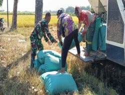 Panen Padi di Banyukambang, Babinsa dan Petani Jaga Ketahanan Pangan dari Sawah
