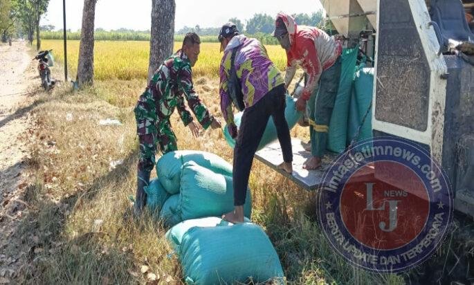 Panen Padi di Banyukambang, Babinsa dan Petani Jaga Ketahanan Pangan dari Sawah