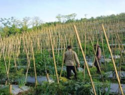 Bhabinkamtibmas Dukung Budidaya Tanaman Cabai di Lahan P2B di Gendro