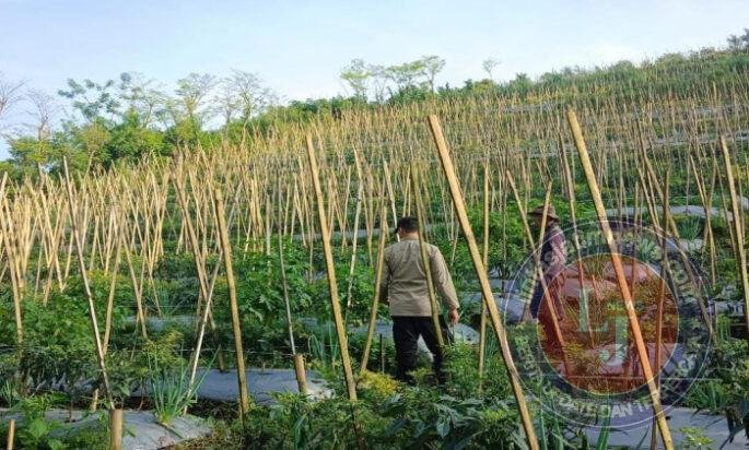 Bhabinkamtibmas Dukung Budidaya Tanaman Cabai di Lahan P2B di Gendro